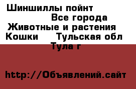 Шиншиллы пойнт ns1133,ny1133. - Все города Животные и растения » Кошки   . Тульская обл.,Тула г.